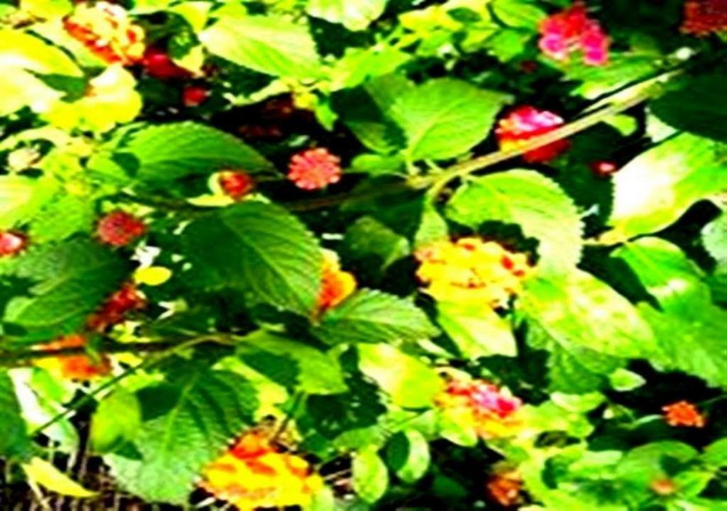 Aslihan Motel Anamur Esterno foto